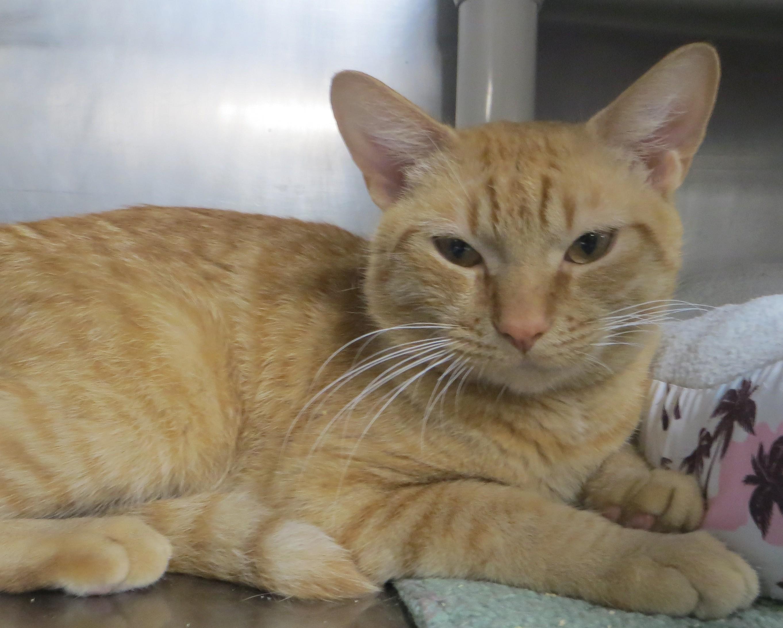 Marmalade, Adopted, Young Male Domestic Short Hair.