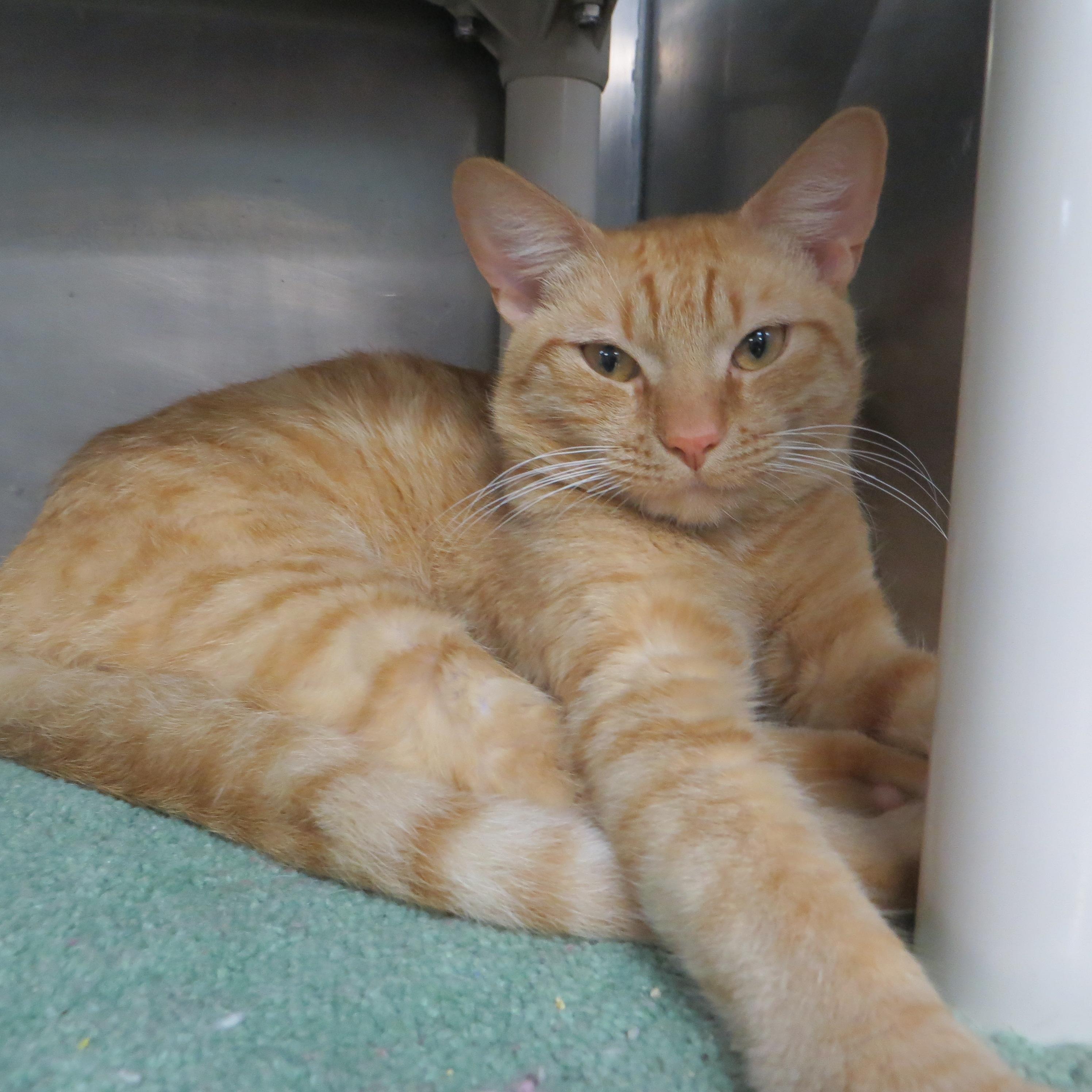 Enlarge Marmalade, a Adopted Domestic Short Hair in Brockton, MA image 4/4