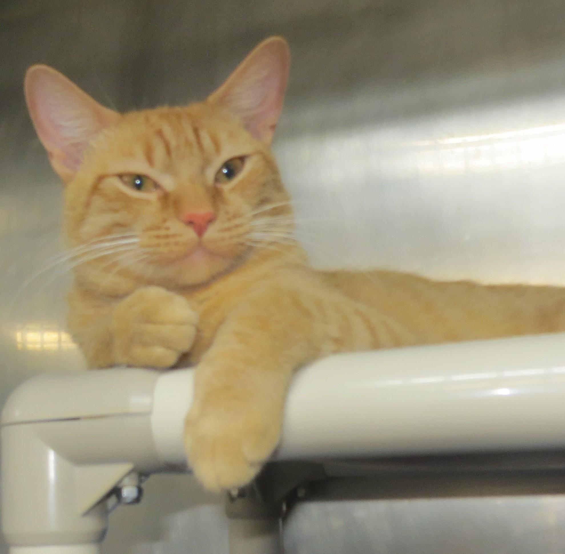 Enlarge Marmalade, a Adopted Domestic Short Hair in Brockton, MA image 2/4