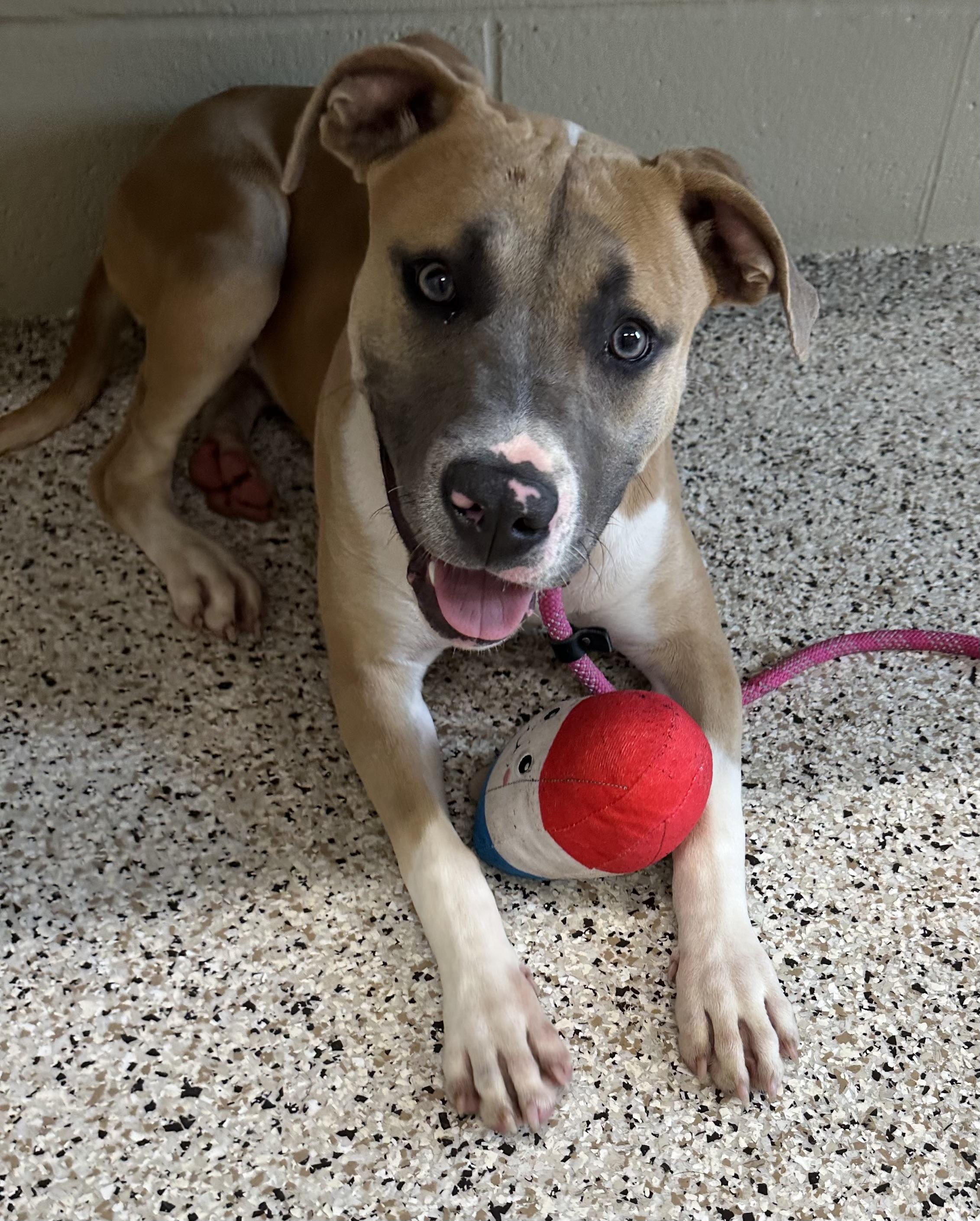 Maggie, Adoptable, Young Female Pit Bull Terrier.