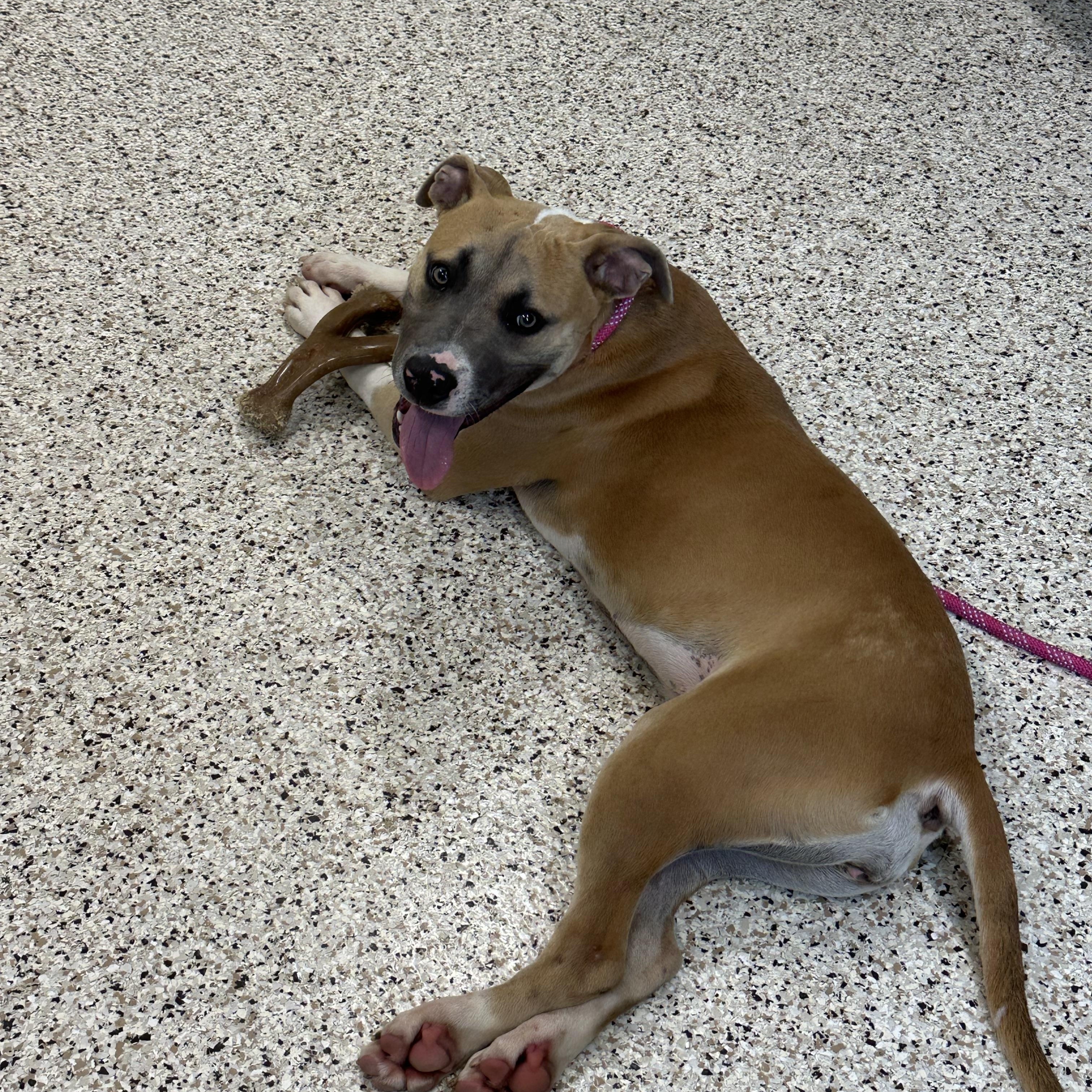 Enlarge Maggie, a Adoptable mixed breed in Youngstown, OH image 2/2