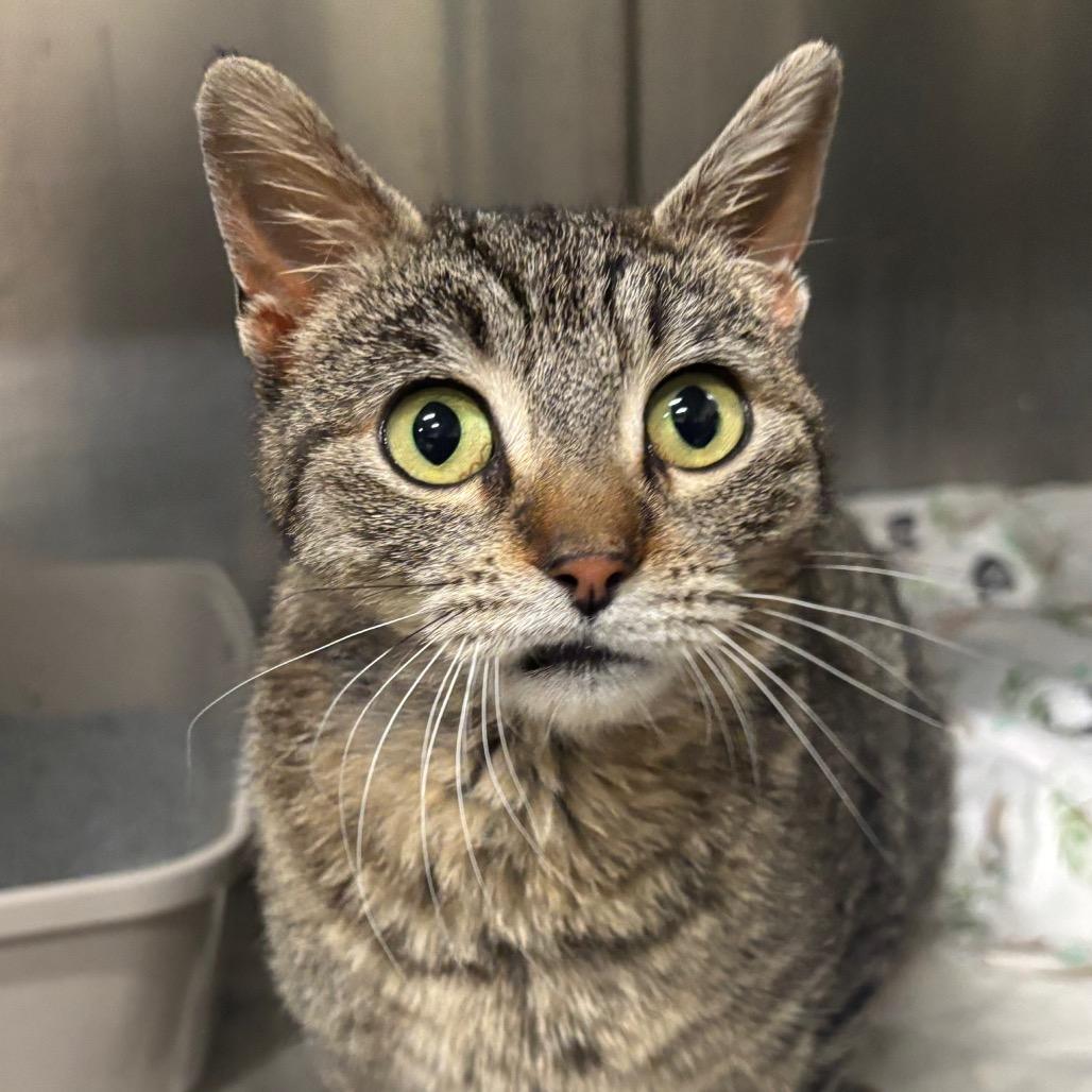 Octavia 14C25, Adoptable, Adult Female Domestic Short Hair & Domestic Short Hair.