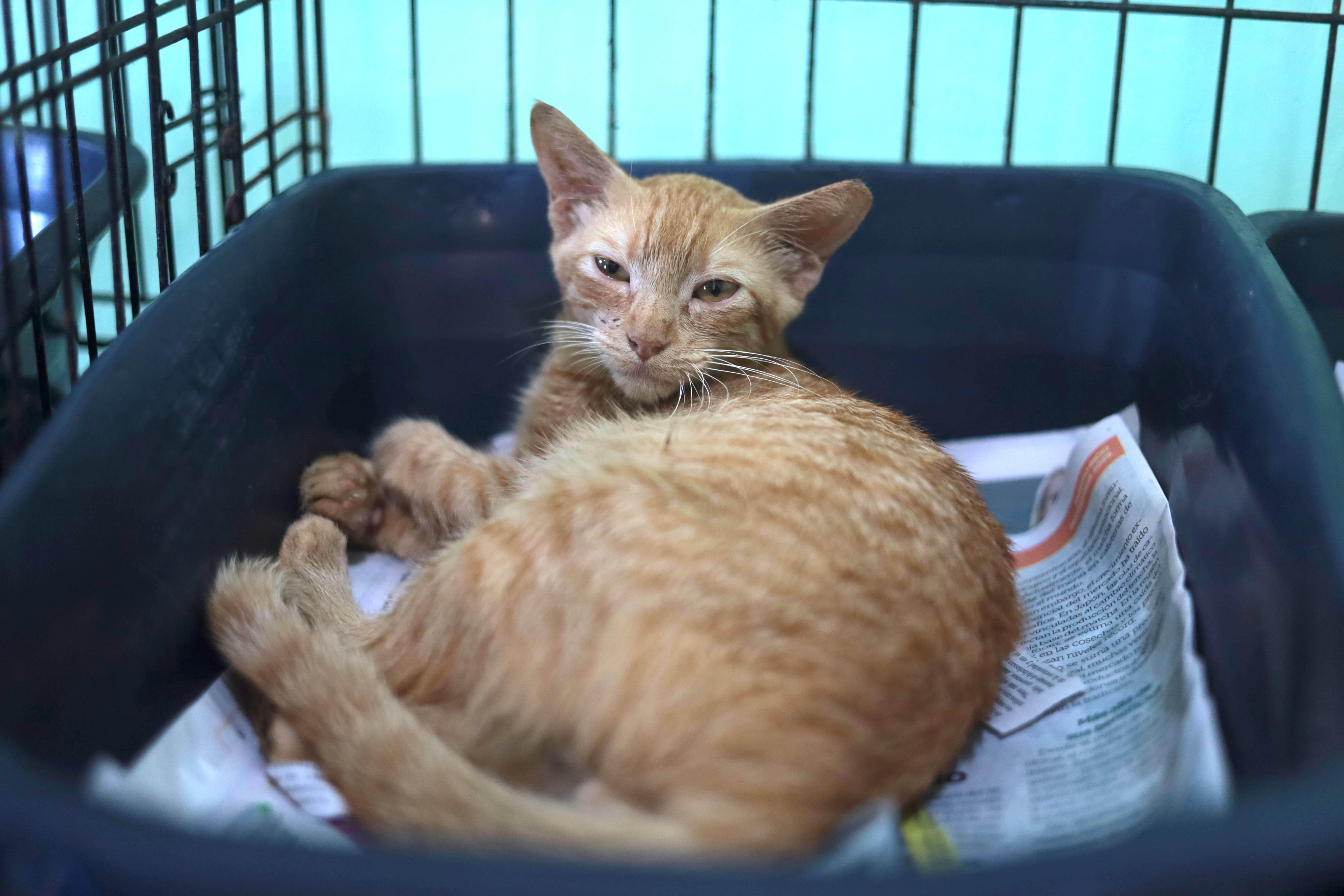 Dino, a Adoptable Domestic Short Hair in Manchester, NH image 2/4