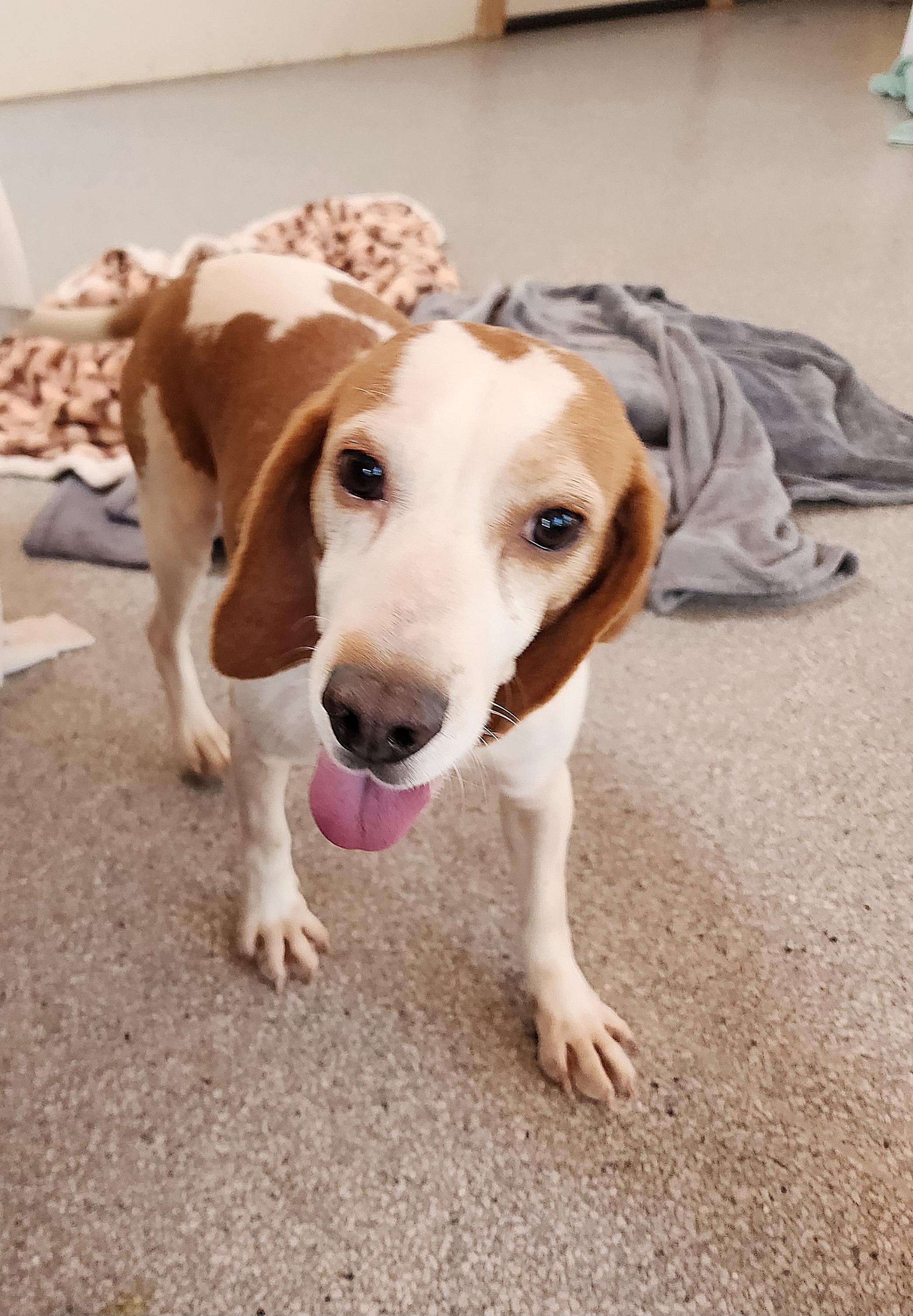 Ford, an adoptable Beagle in Hartville, WY, 82215 | Photo Image 1
