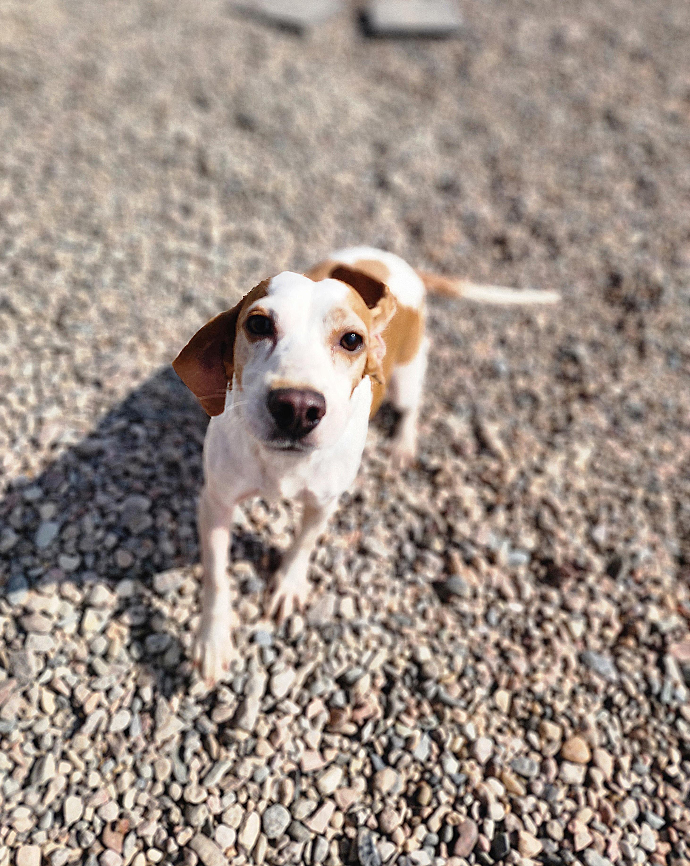 Ford, an adoptable Beagle in Hartville, WY, 82215 | Photo Image 3