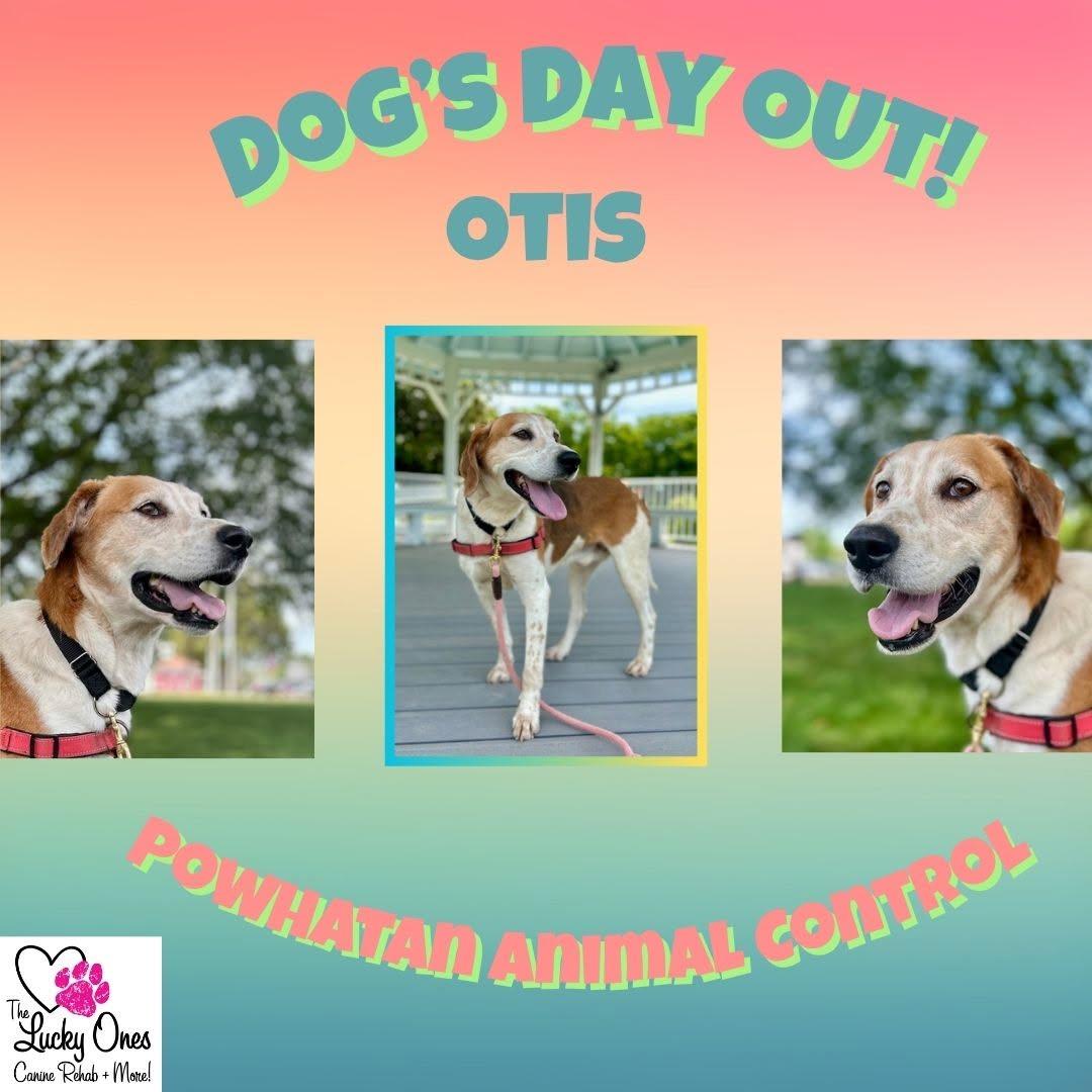 Enlarge Otis, a ADOPTABLE Hound in Powhatan, VA image 1/1