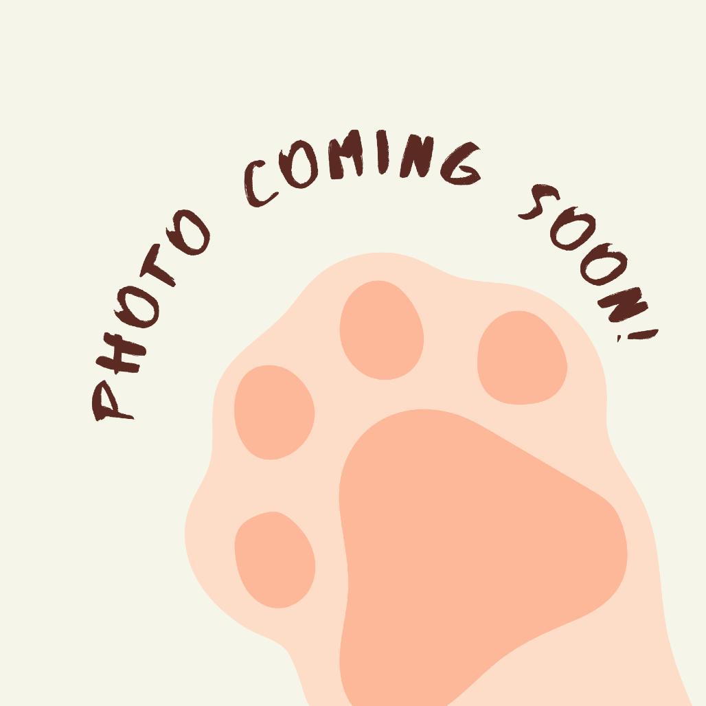 Enlarge Buster, a Adoptable Chihuahua in LaGrange, GA image 2/2