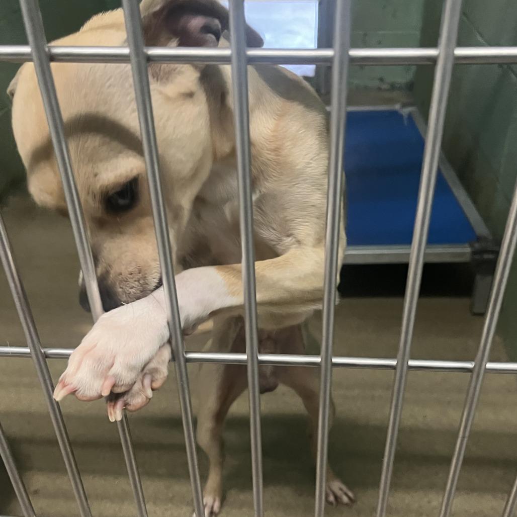 Enlarge Buster, a Adoptable Chihuahua in LaGrange, GA image 1/2