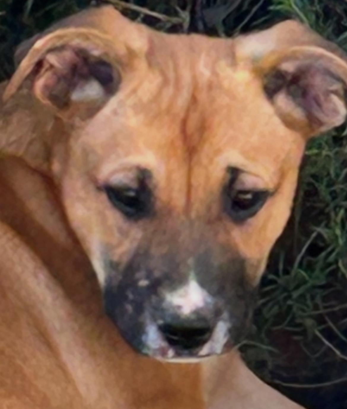 Enlarge DAISY, a Adopted mixed breed in Bakersfield, CA image 1/1