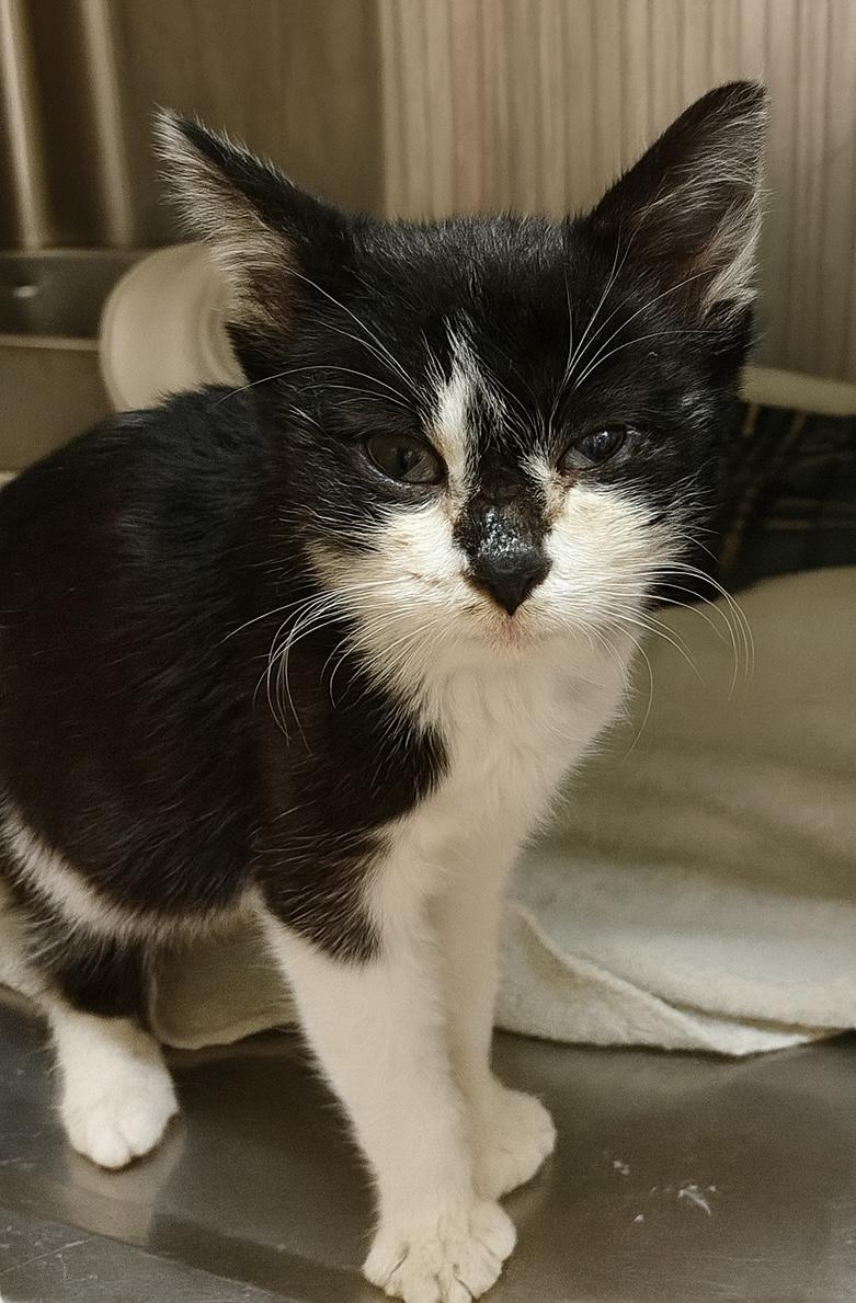 Enlarge Spyder, a Adoptable Domestic Short Hair in Great Falls, MT image 1/1