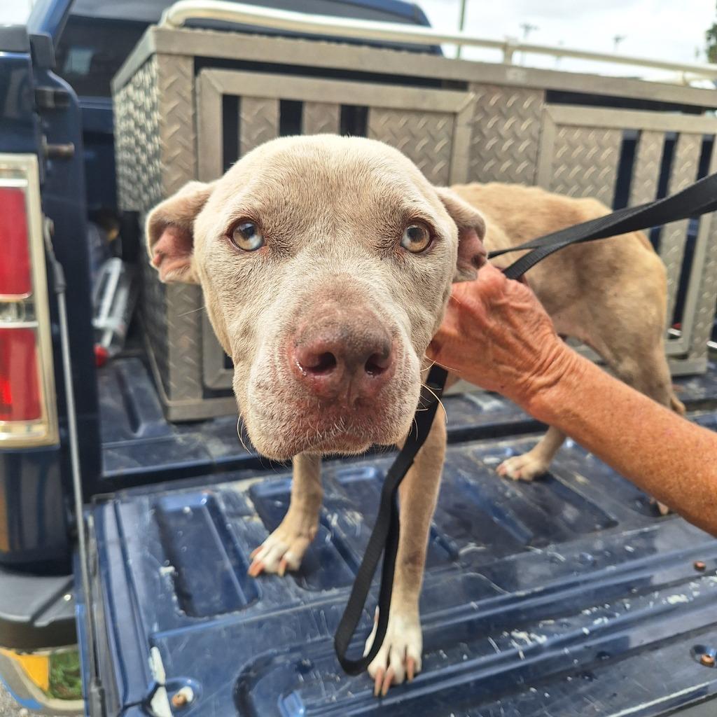 Spirit, Adoptable, Young Female Pit Bull Terrier & Catahoula Leopard Dog.
