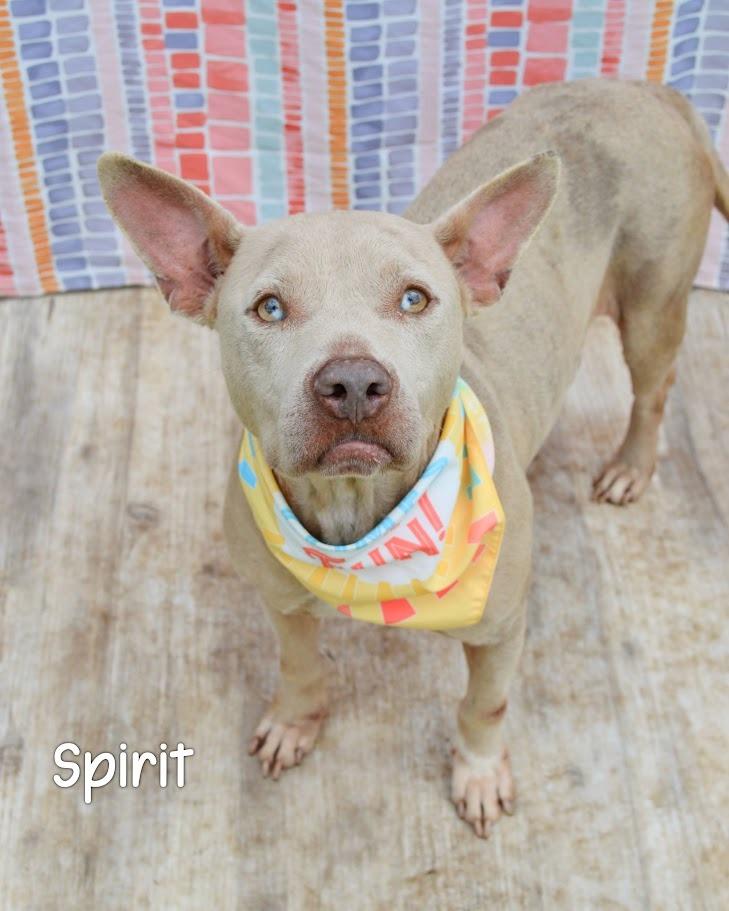 Spirit, a Adoptable mixed breed in Gautier, MS image 2/2