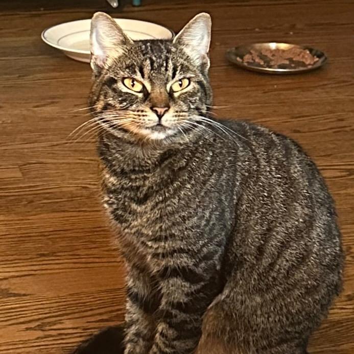 Pizza Hut, Adoptable, Kitten Female Domestic Short Hair.