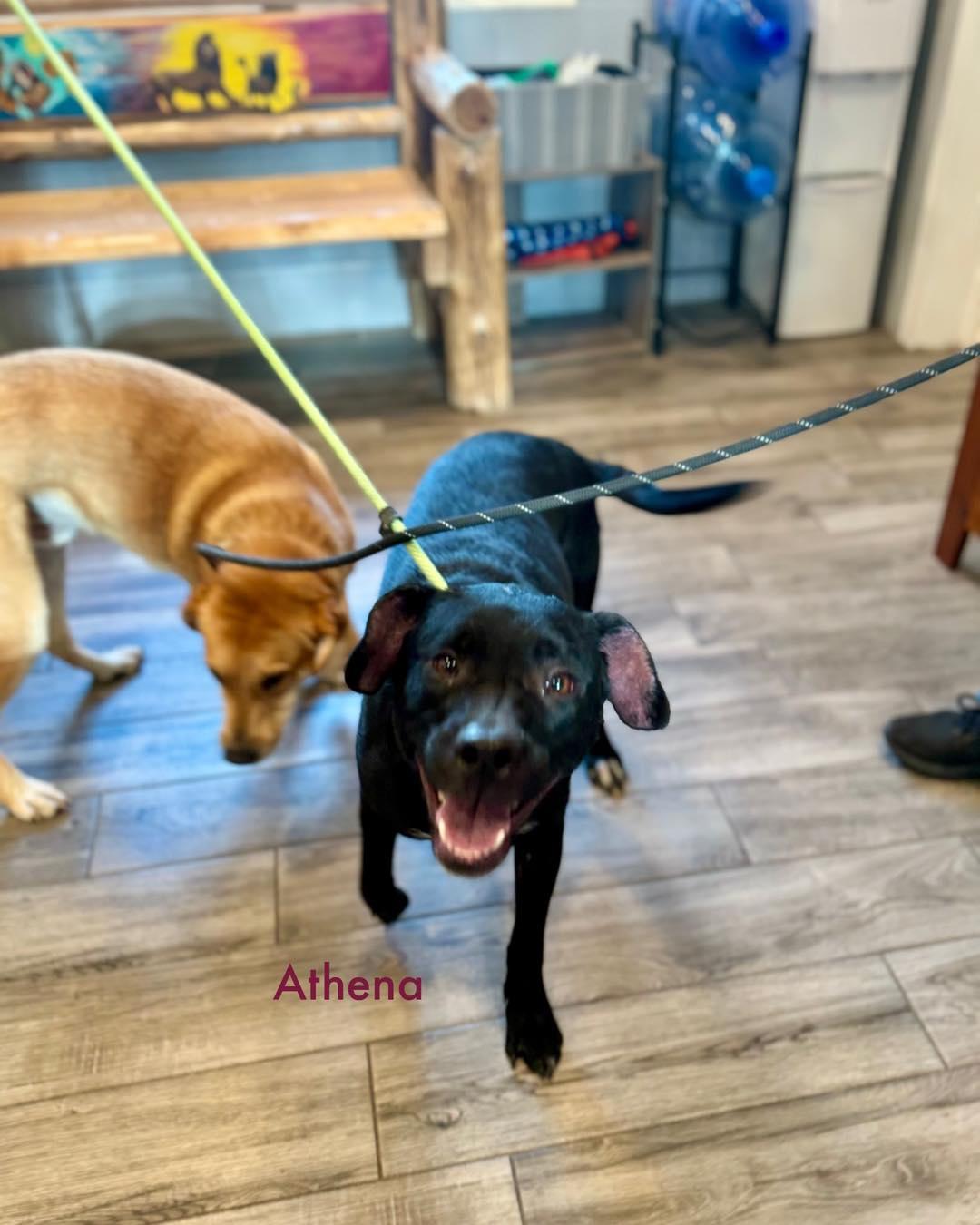 Athena, Adoptable, Adult Female Mixed Breed.
