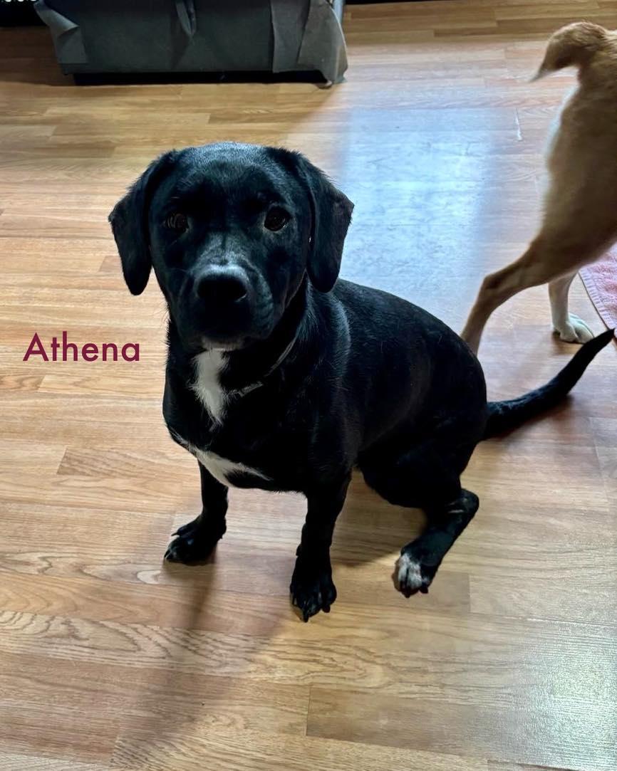 Athena, a Adoptable Mixed Breed in Rock Hill, NY image 3/4