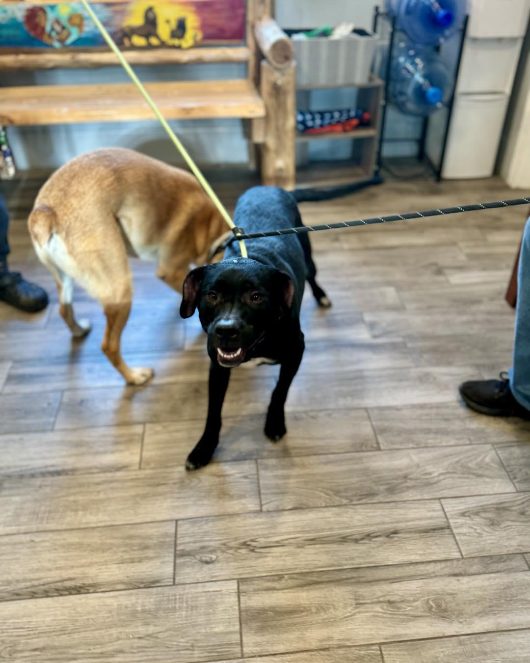 Athena, a Adoptable Mixed Breed in Rock Hill, NY image 4/4