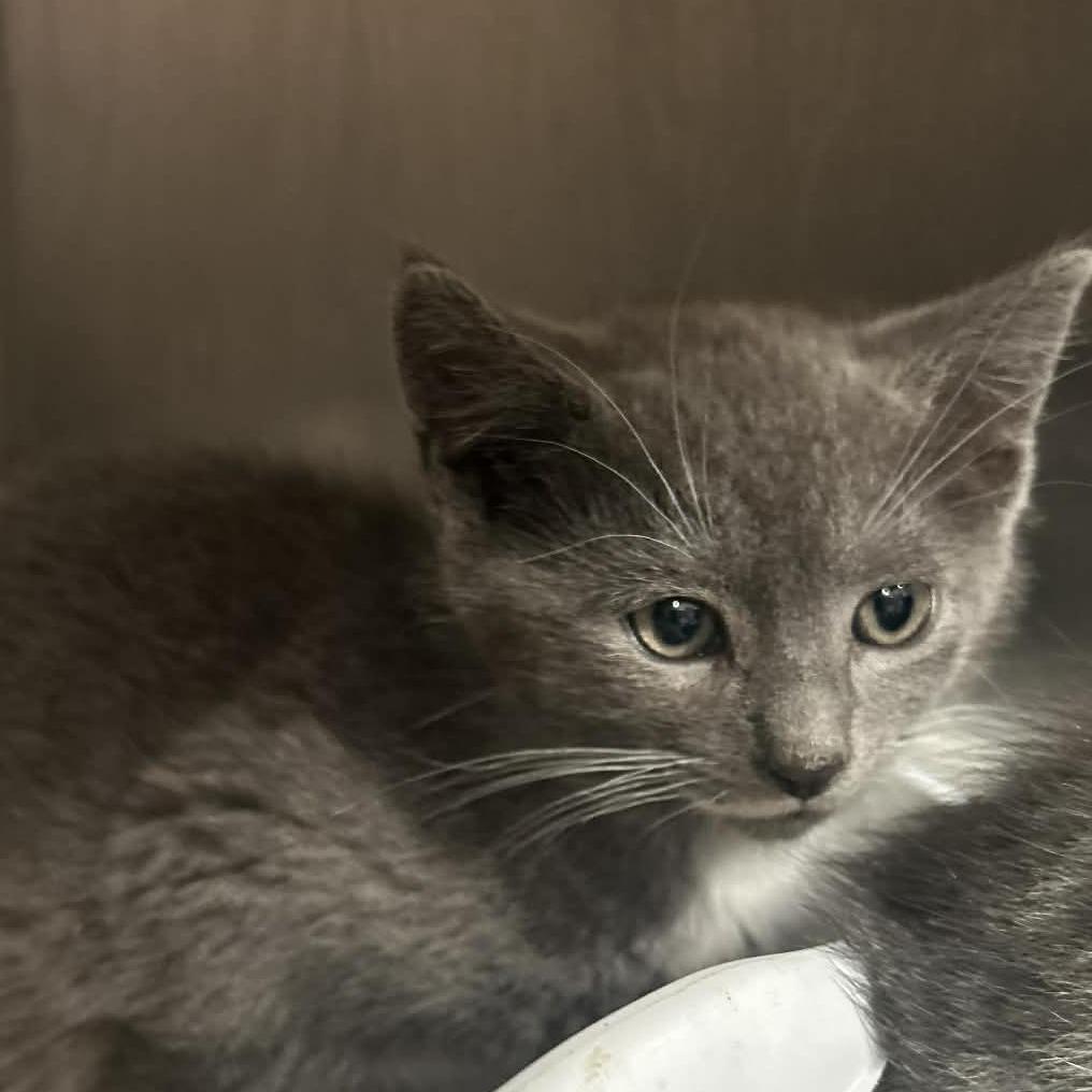 Hudson, Adoptable, Kitten Male Domestic Short Hair.