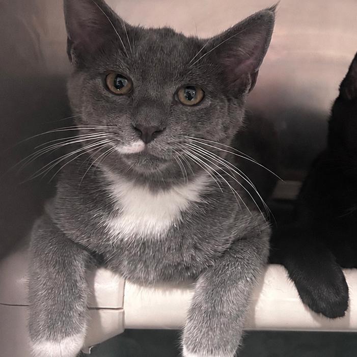 Enlarge Hudson, a Adoptable Domestic Short Hair in Manheim, PA image 2/2