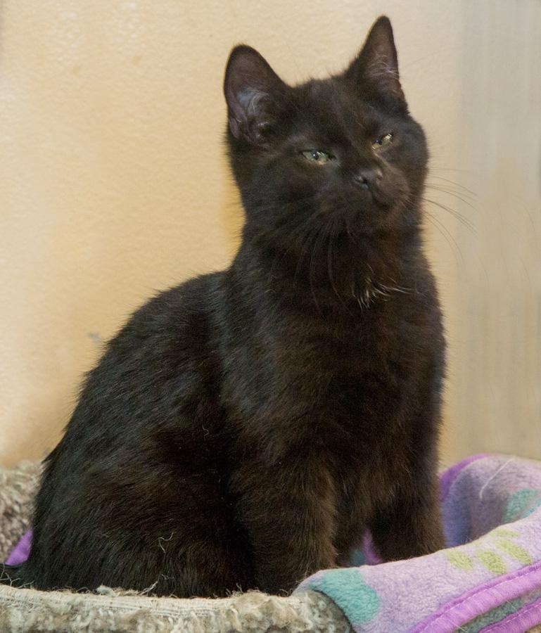 Enlarge R.J., a ADOPTABLE Domestic Short Hair in Paramus, NJ image 3/5