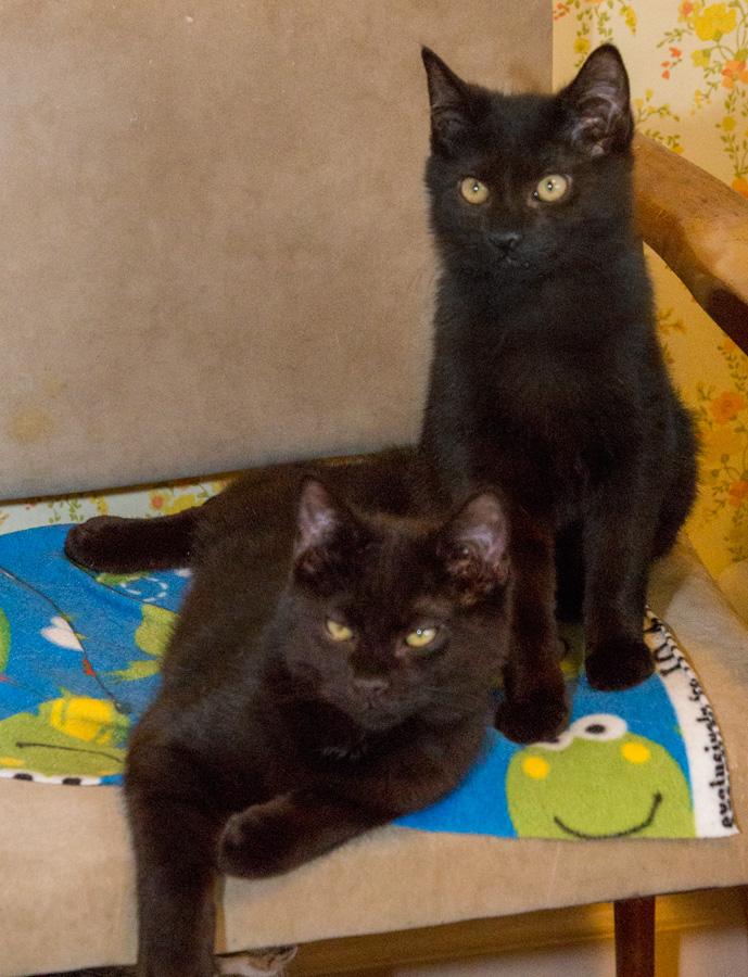 Enlarge R.J., a ADOPTABLE Domestic Short Hair in Paramus, NJ image 5/5