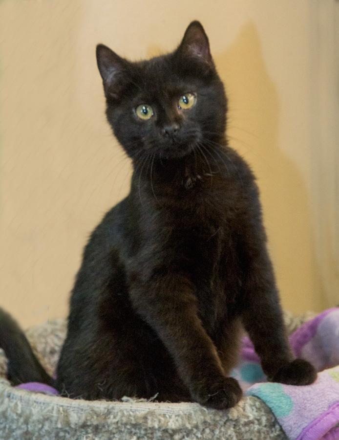 Enlarge R.J., a ADOPTABLE Domestic Short Hair in Paramus, NJ image 4/5