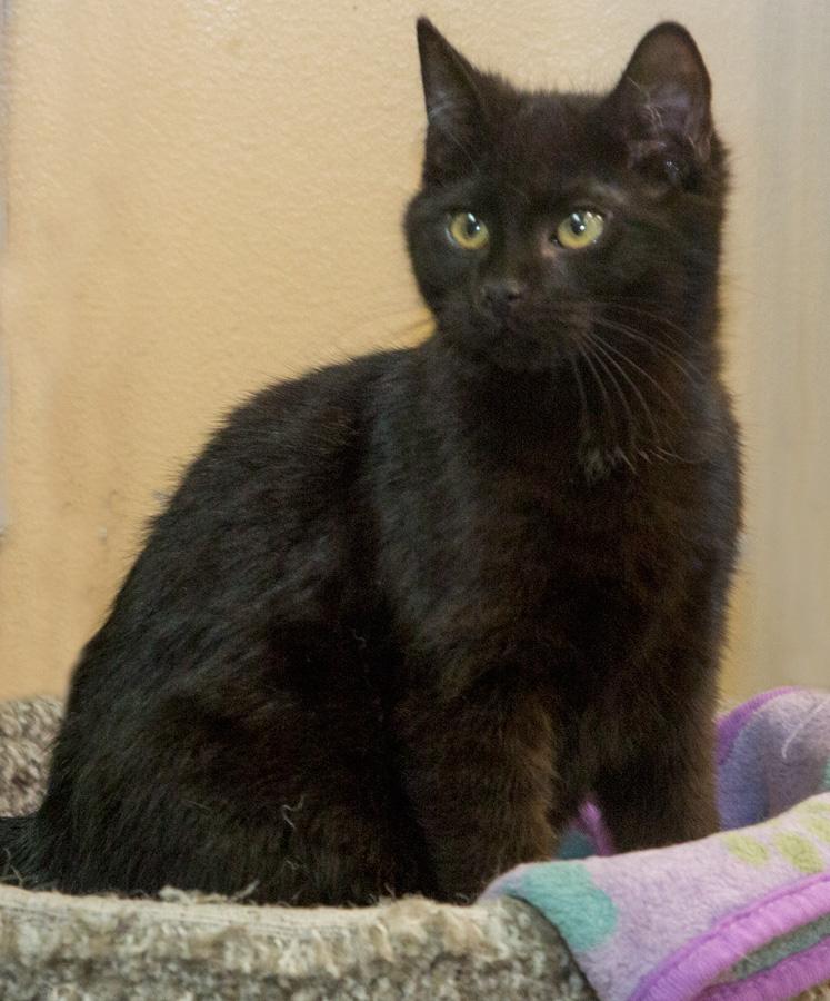 R.J., ADOPTABLE, Kitten Male Domestic Short Hair.