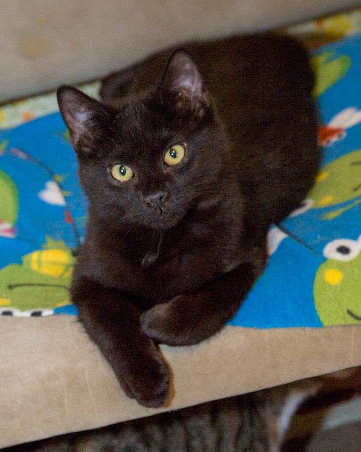 Enlarge R.J., a ADOPTABLE Domestic Short Hair in Paramus, NJ image 2/5