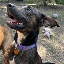 Maxwell, a ADOPTABLE Mixed Breed in Little Rock, AR image 2/6