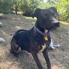 Maxwell, a ADOPTABLE Mixed Breed in Little Rock, AR image 6/6