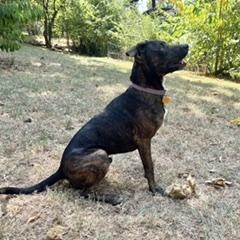 Maxwell, a ADOPTABLE Mixed Breed in Little Rock, AR image 4/6