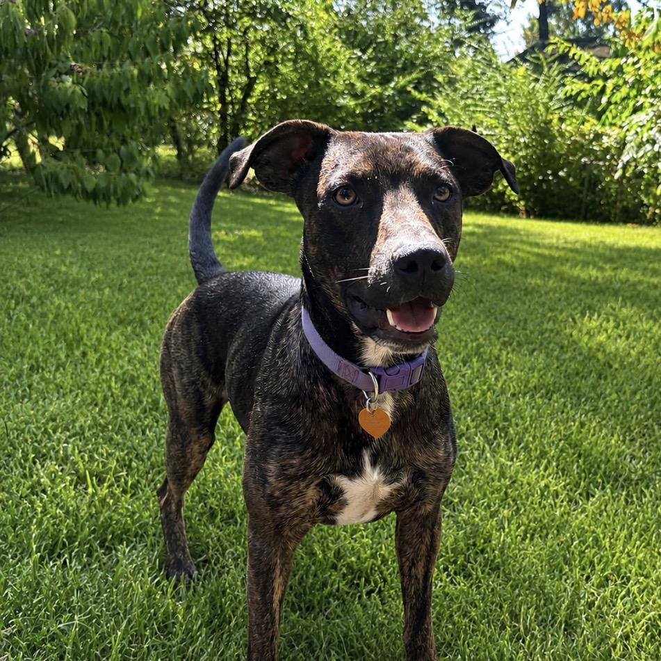 Maxwell, a ADOPTABLE Mixed Breed in Little Rock, AR image 3/6