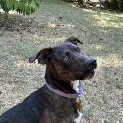 Maxwell, a ADOPTABLE Mixed Breed in Little Rock, AR image 5/6