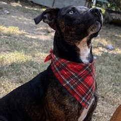 Maxwell, ADOPTABLE, Young Male Mixed Breed.