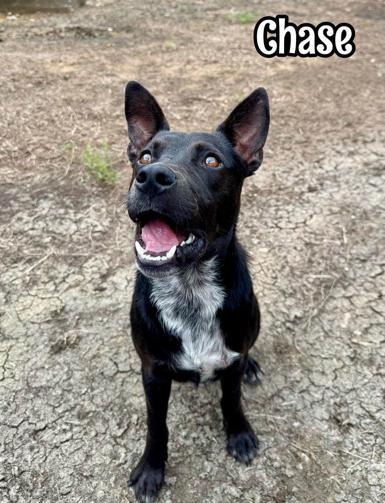 Enlarge Chase, a Adoptable mixed breed in Tulsa, OK image 2/2