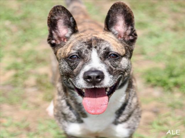 Enlarge A518535, a Adoptable mixed breed in Wilmington, NC image 1/1