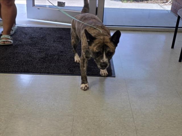 A518535, Adoptable, Adult Male Pit Bull Terrier & Mixed Breed.
