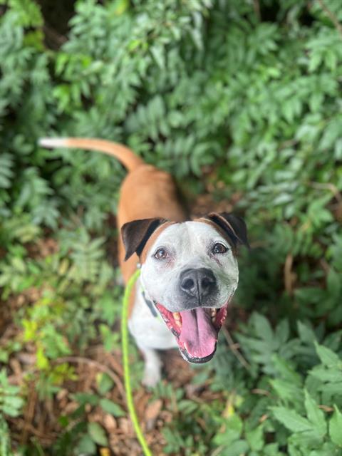 KHALALI, Adoptable, Adult Female Mixed Breed.