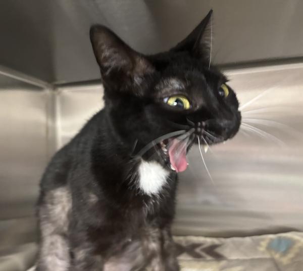 Felicia, Adoptable, Adult Female Domestic Short Hair.