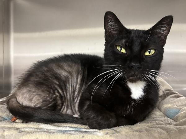 Felicia, a Adoptable mixed breed in Vancouver, WA image 2/4