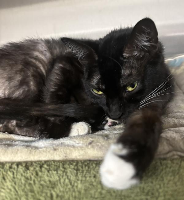 Felicia, a Adoptable mixed breed in Vancouver, WA image 3/4