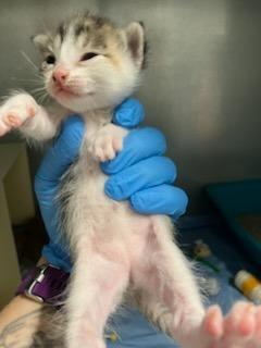 Sage, Adoptable, Kitten Female Domestic Short Hair.