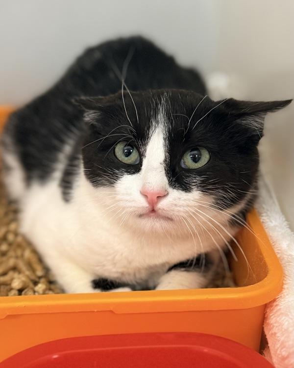 Crash, Adoptable, Young Female Domestic Medium Hair.