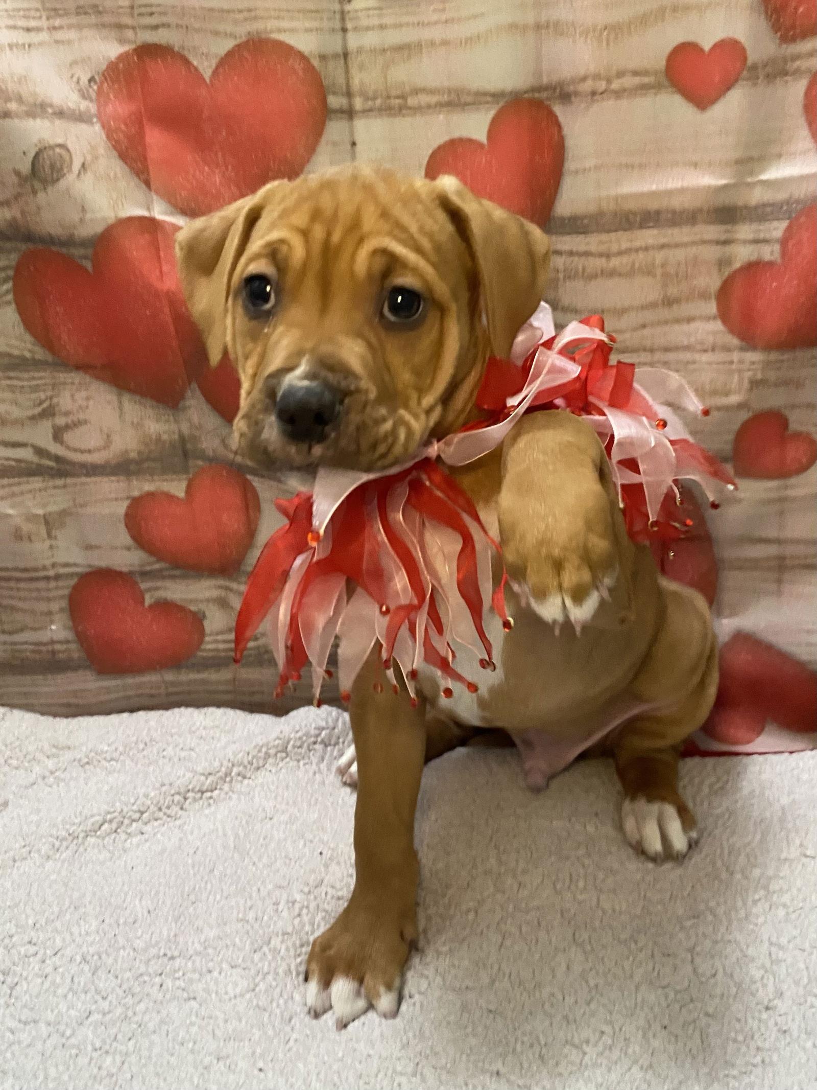 Enlarge Theo, a Adoptable mixed breed in Barnhart, MO image 2/3