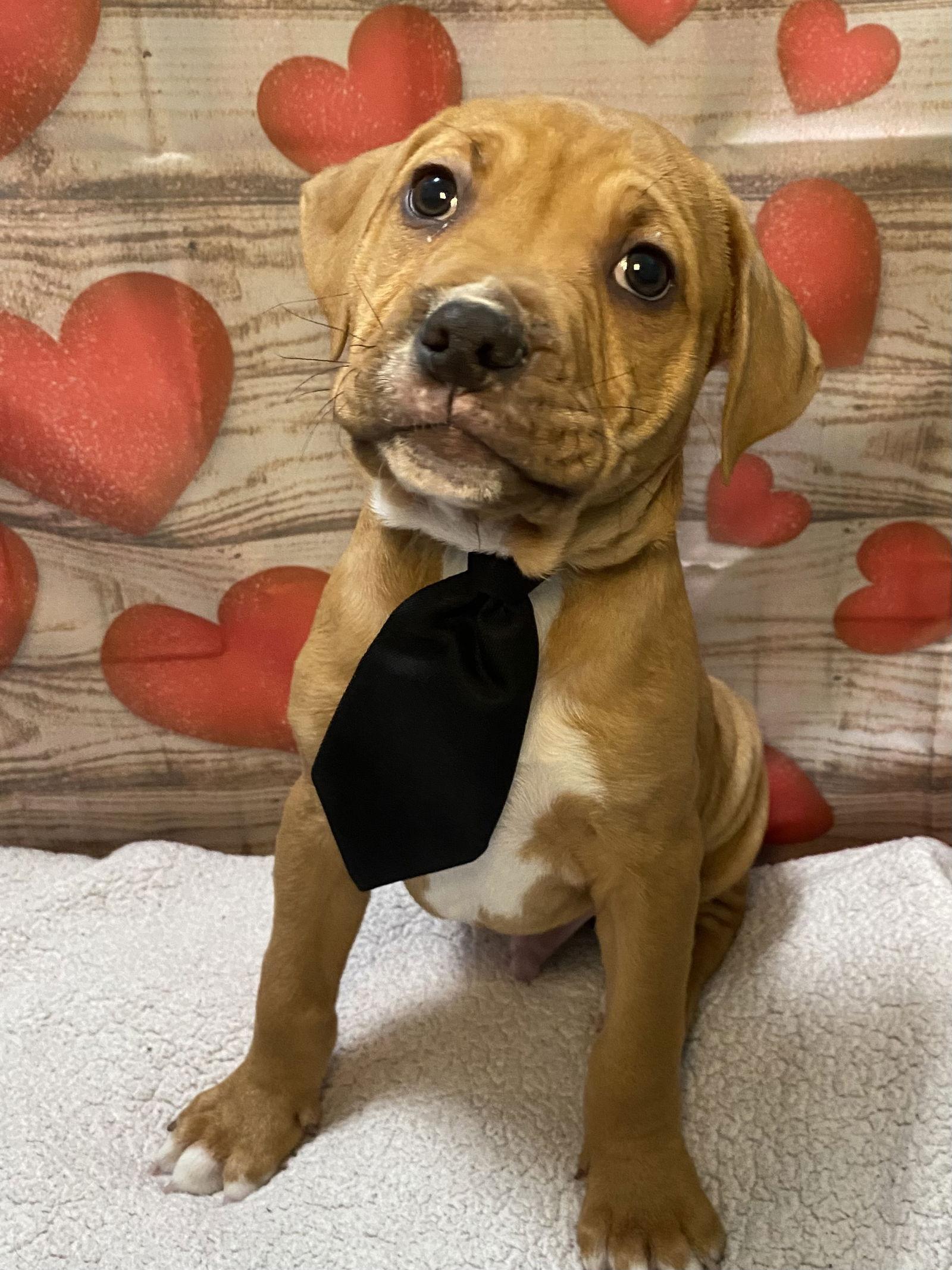 Enlarge Theo, a Adoptable mixed breed in Barnhart, MO image 3/3