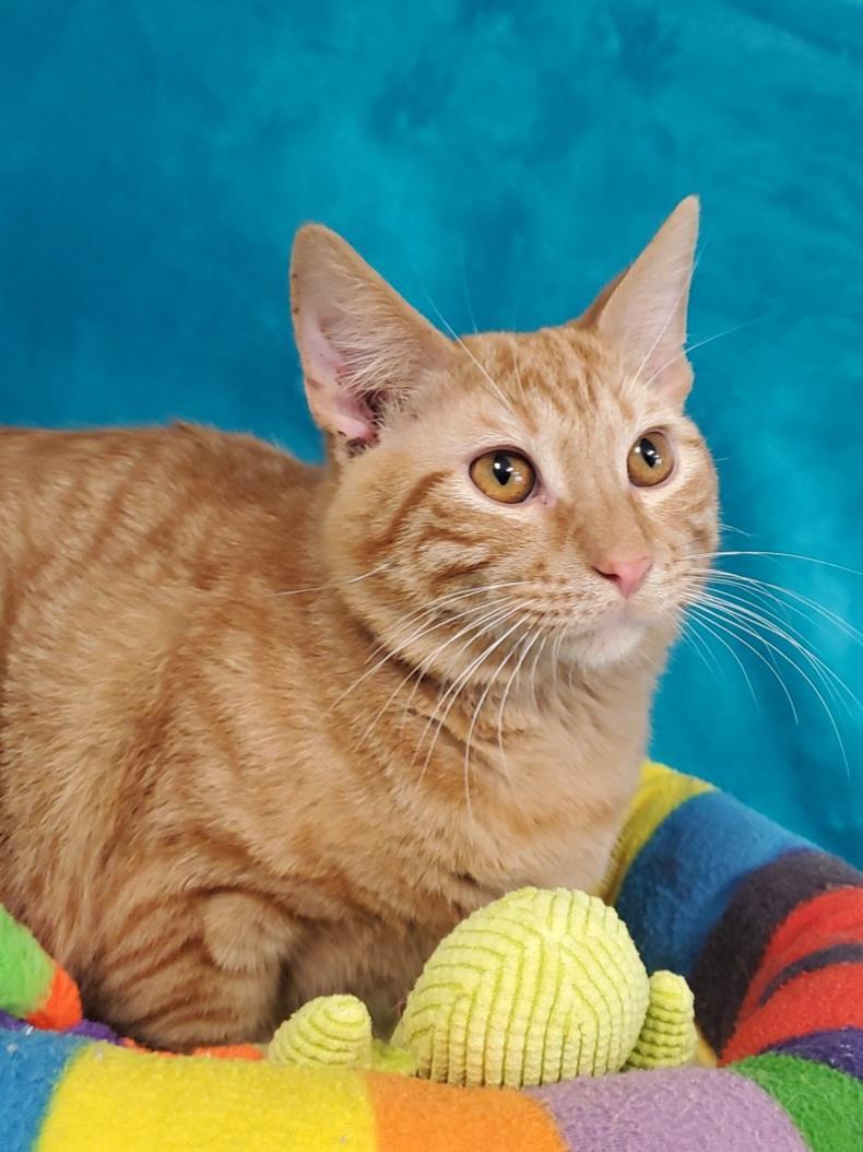 Roosevelt, Adoptable, Adult Male Domestic Short Hair.