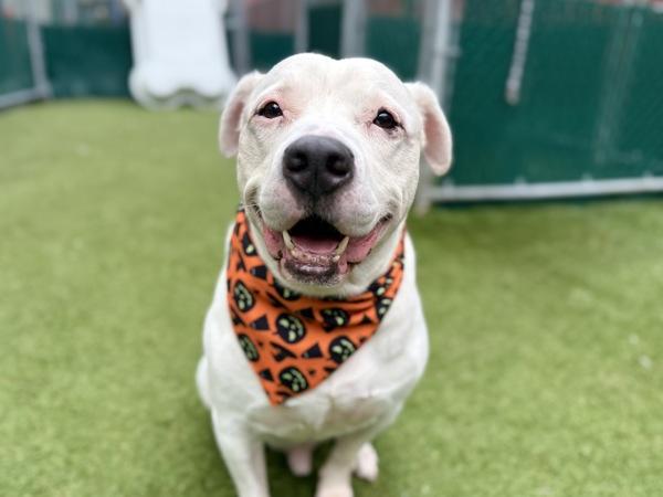 Terry, Adoptable, Senior Male Mixed Breed.