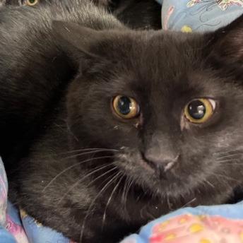 Enlarge Boomer, a Adoptable Domestic Short Hair in Springfield, IL image 1/2