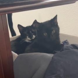 Boomer — thumbnail 2