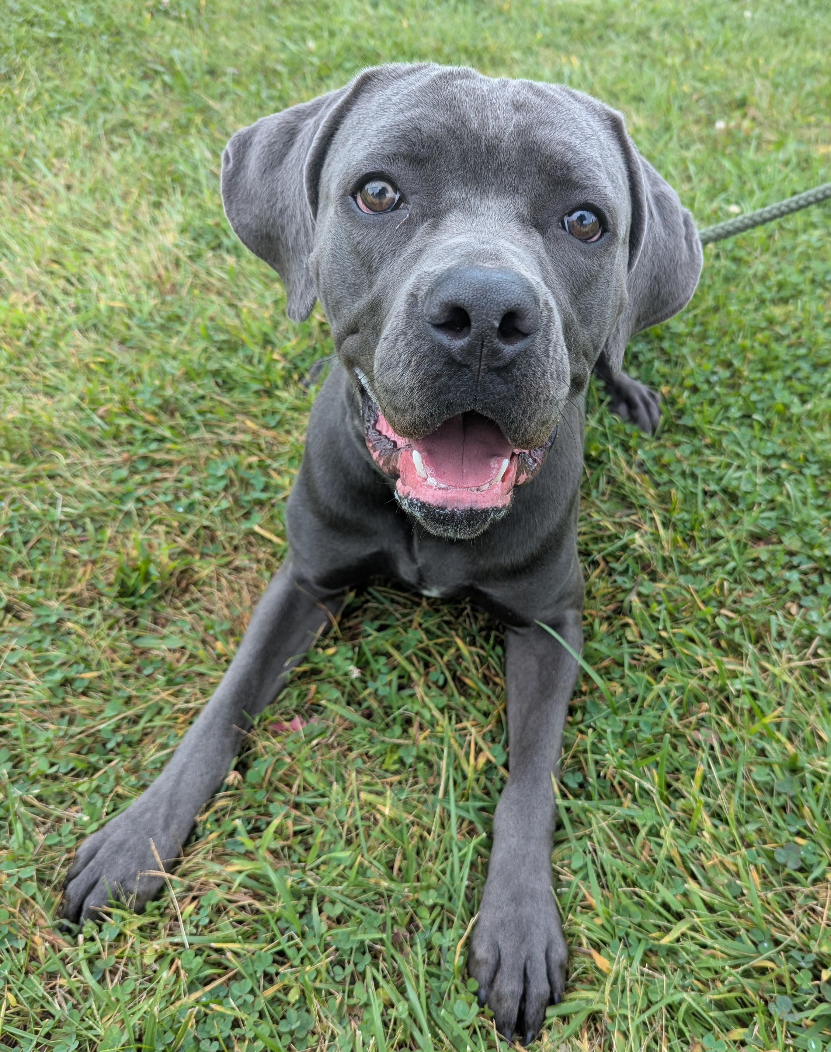 Enlarge Manatee, a Adoptable mixed breed in Valparaiso, IN image 2/2