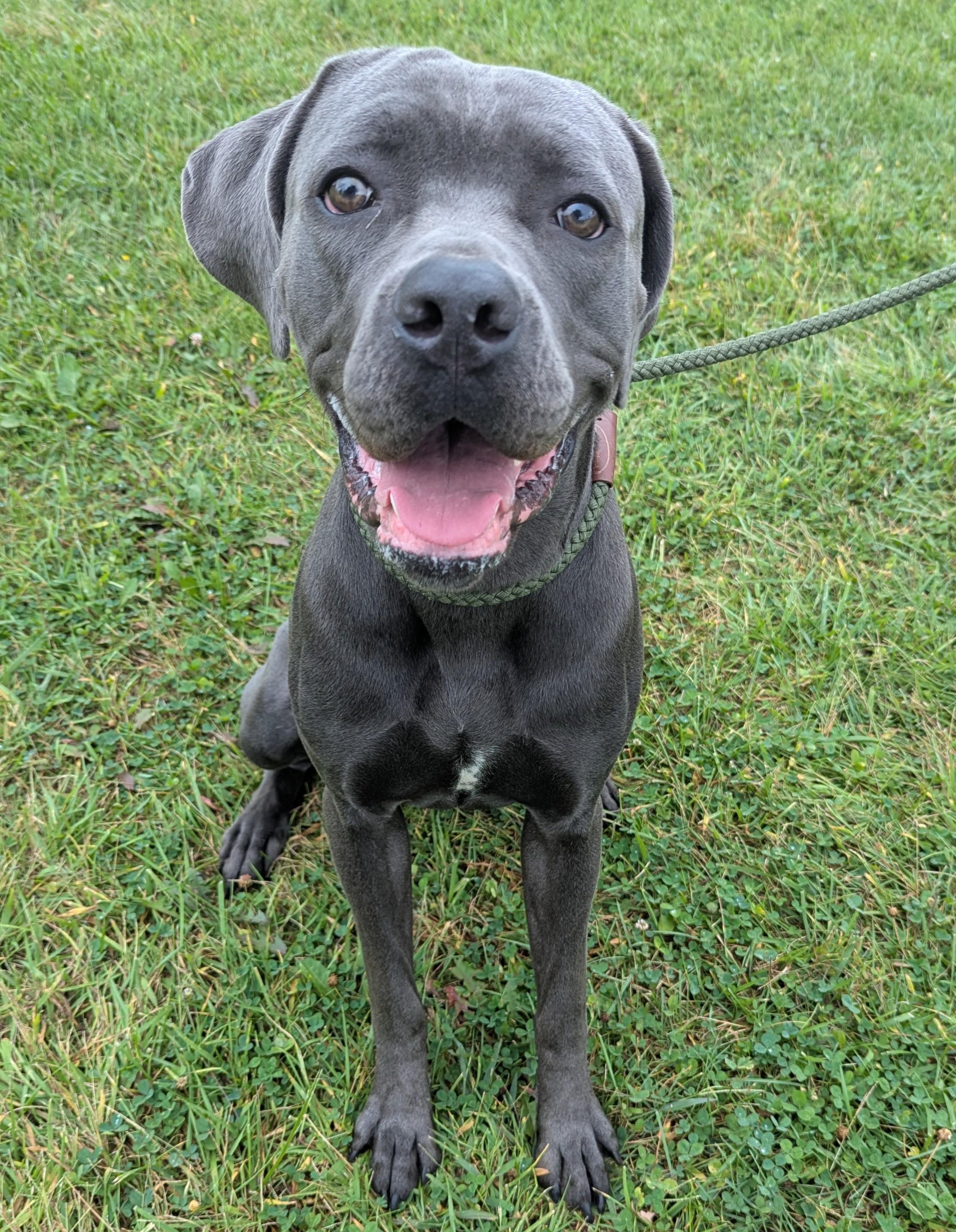 Enlarge Manatee, a Adoptable mixed breed in Valparaiso, IN image 1/2